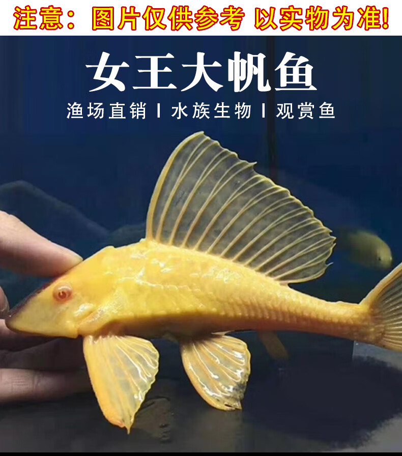 清道夫女王鱼黄金女王大帆鱼垃圾鱼清道夫浴缸清洁工冷水清道夫鱼 9