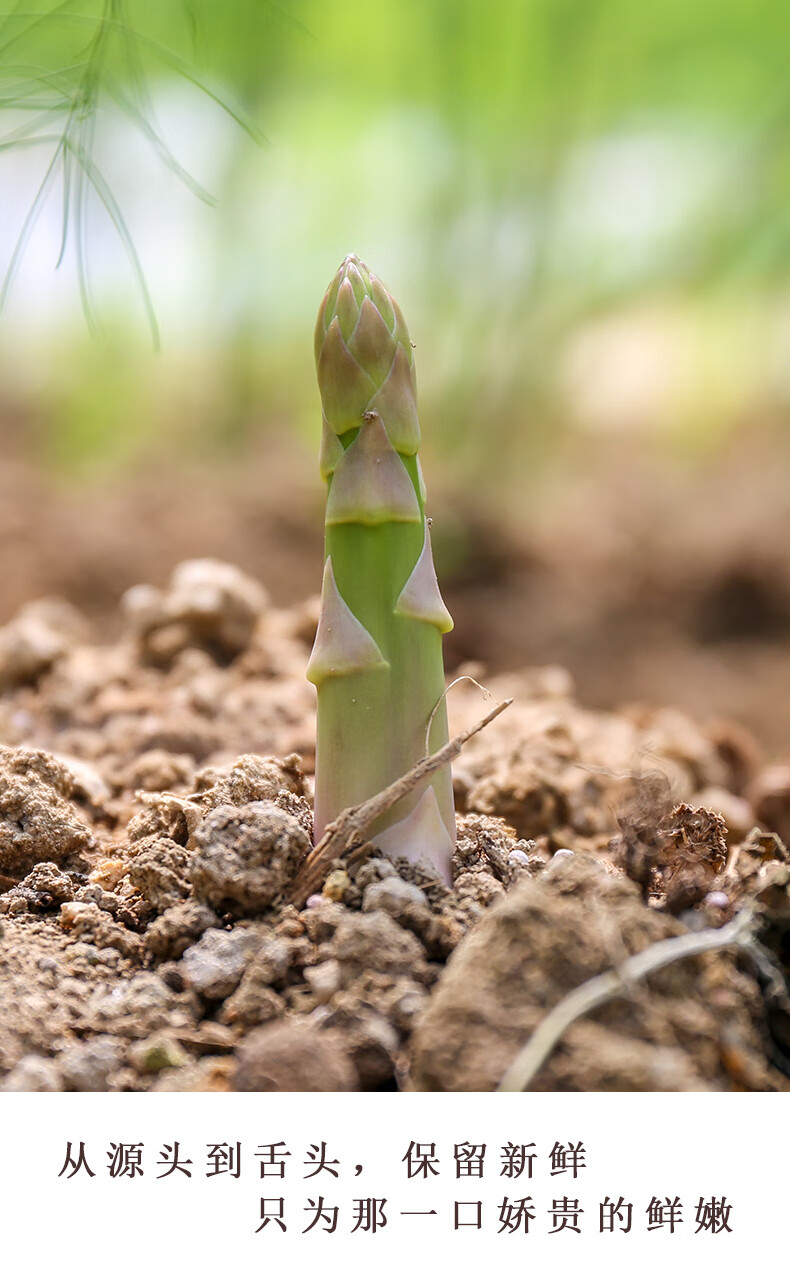 新鲜芦笋蔬菜农家自种蔬菜5斤绿芦笋青笋去白根春笋龙须菜1000g1500g