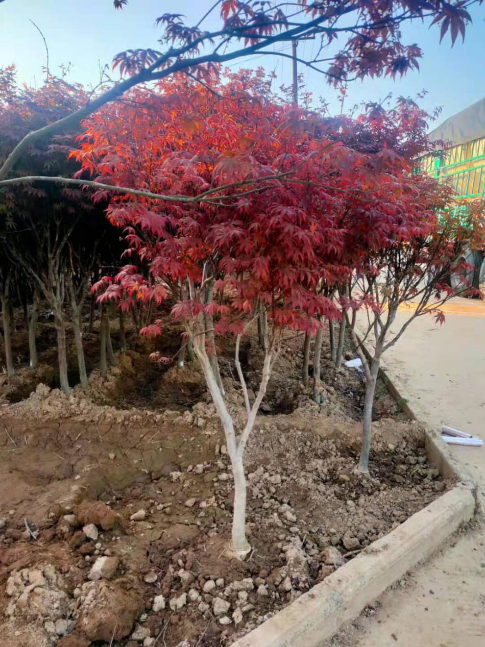 红枫树苗原生三季红中国红枫红枫庭院户外耐寒植物适合南北方 中国