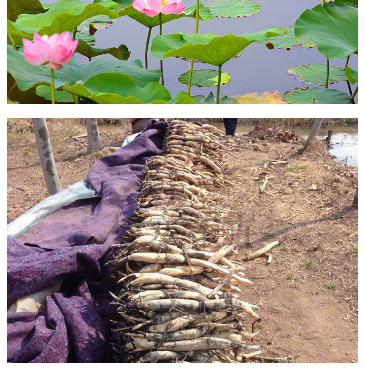菜友大型观赏水培荷花苗盆栽池塘莲藕苗水生植物莲花藕块美观花卉1节