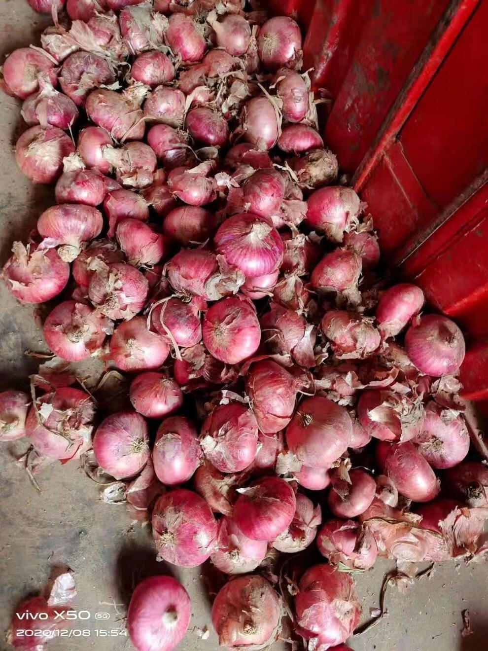 特惠精品二红扁葱小小果2斤