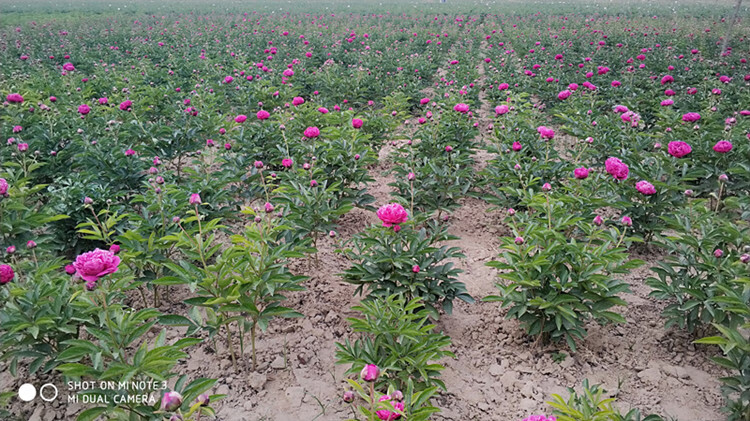 芍药花什么时候种植最好(芍药花苗什么时候种植最好)