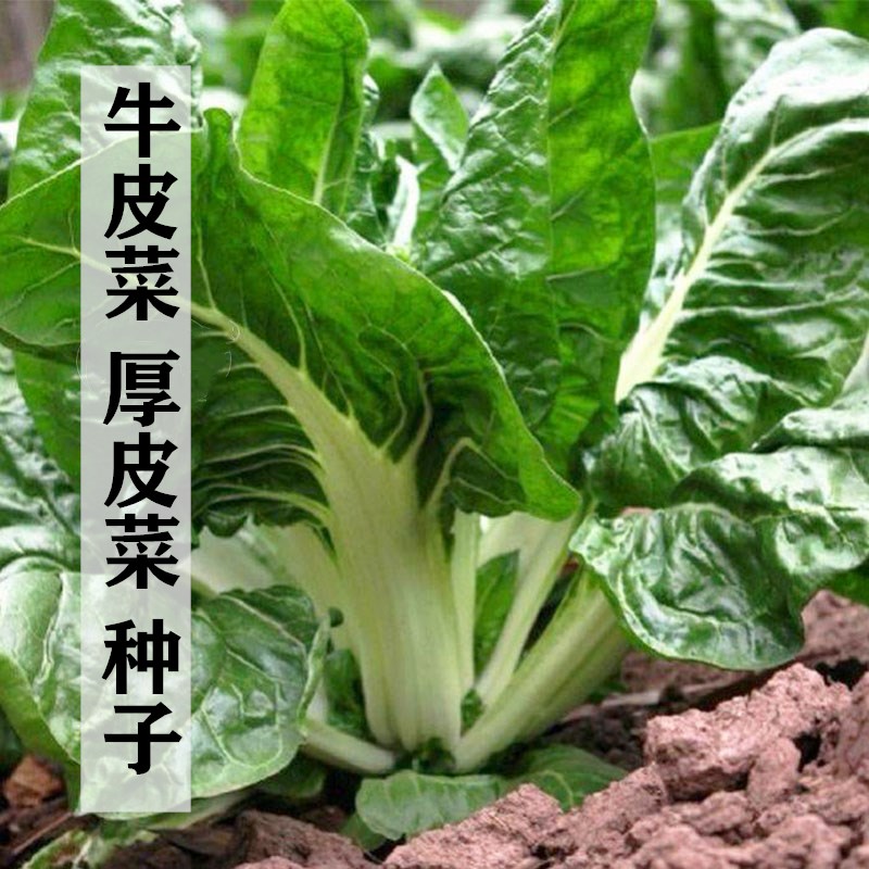 橦昀岫牛皮菜種籽重慶厚皮菜種子菜園四季播種根達菜蔬菜四川牛皮菜籽