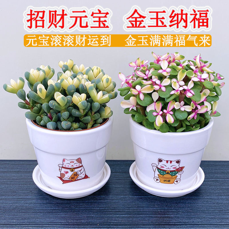 招财植物元宝金枝花多肉植物室内绿植花卉办公室桌面懒人好养盆栽招财