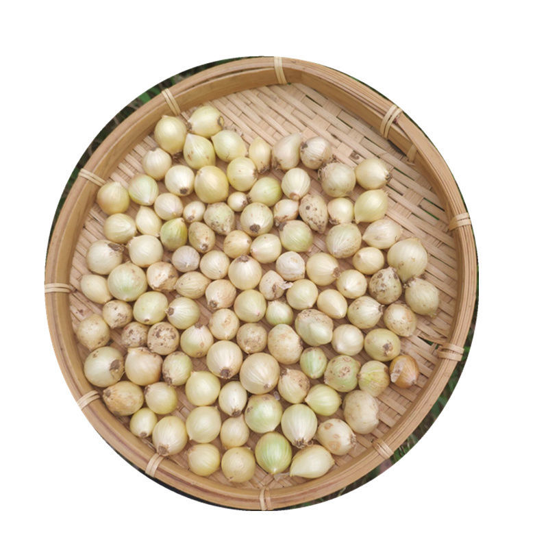 精选新鲜苦藠头四川泡菜苦芥苦蕌头小蒜苦茭团葱野葱头薤白头新鲜苦藠