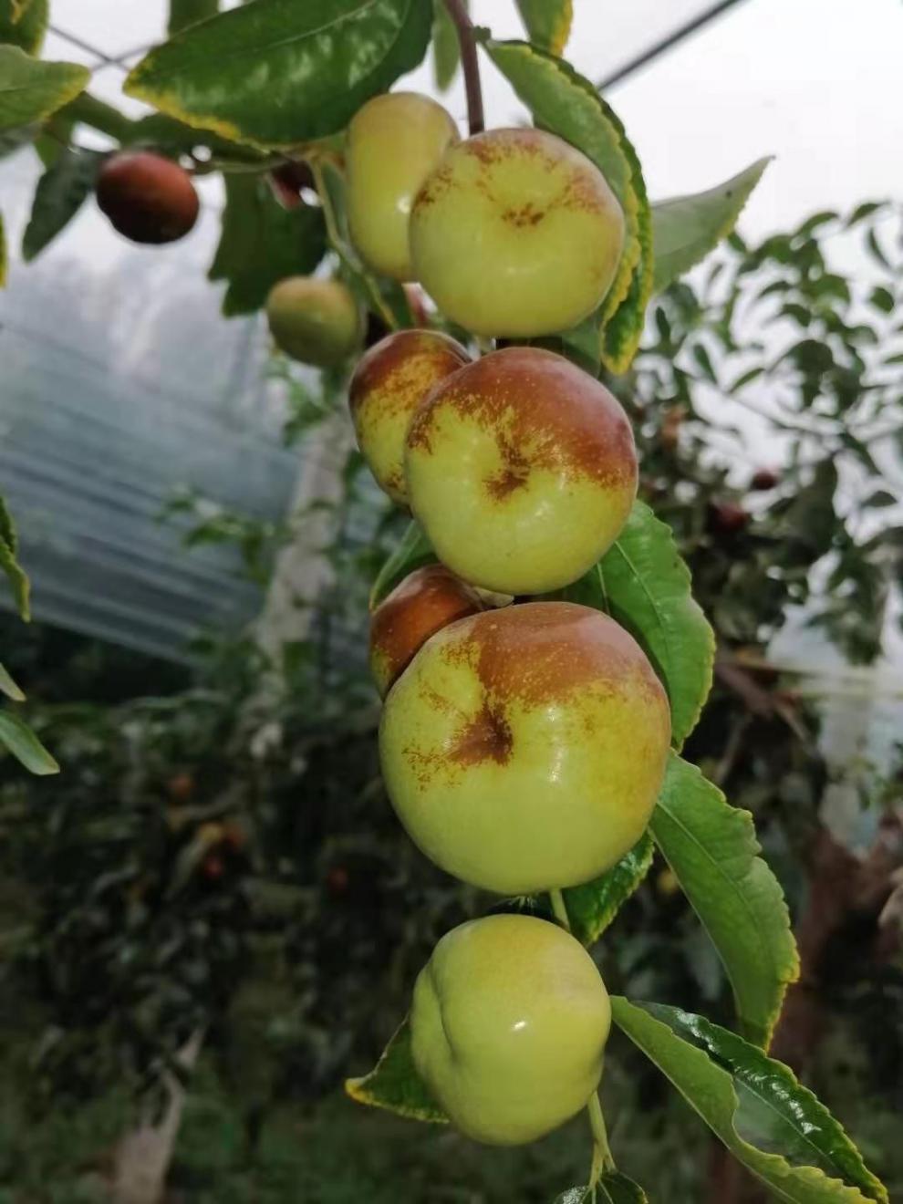 蟠枣新鲜脆甜沾化冬枣三代大果孕妇儿童老人水果精礼品 大果三斤