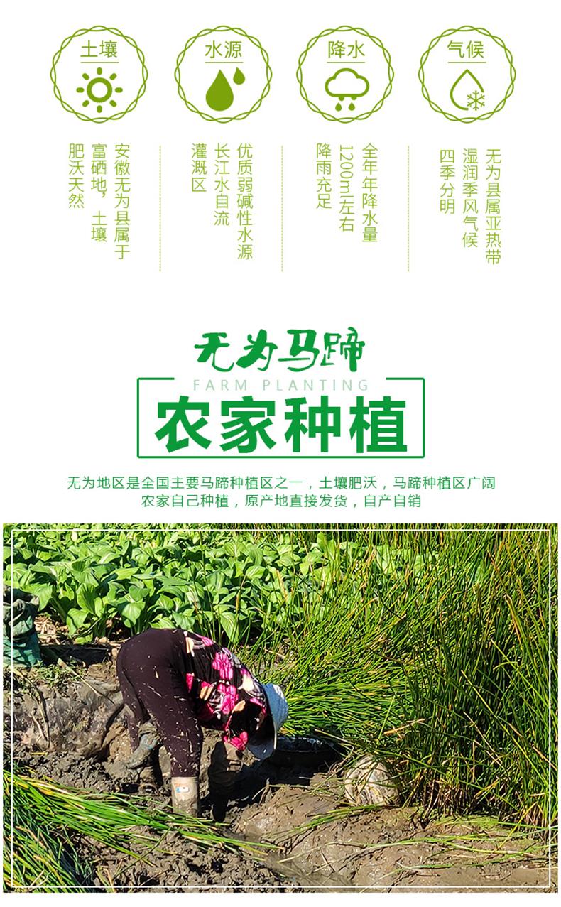 新鲜荸荠马蹄特大果地栗地梨农家水果蔬菜红马蹄果现挖现发4500g