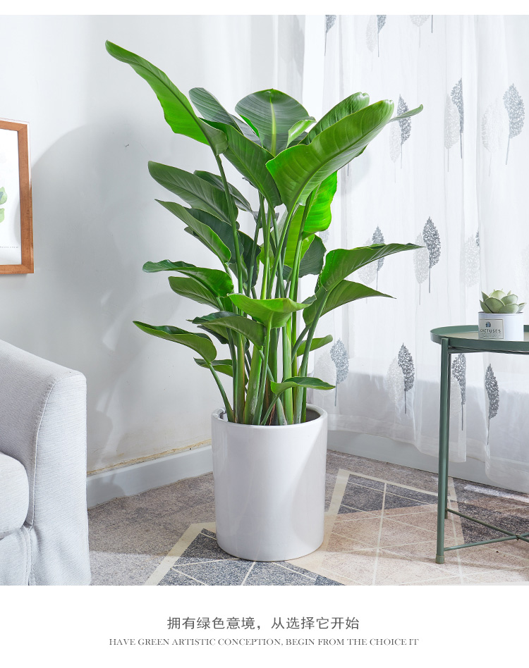 天堂鸟盆栽鹤望兰大叶绿植室内常用北欧风送礼净化空气植物高120130cm