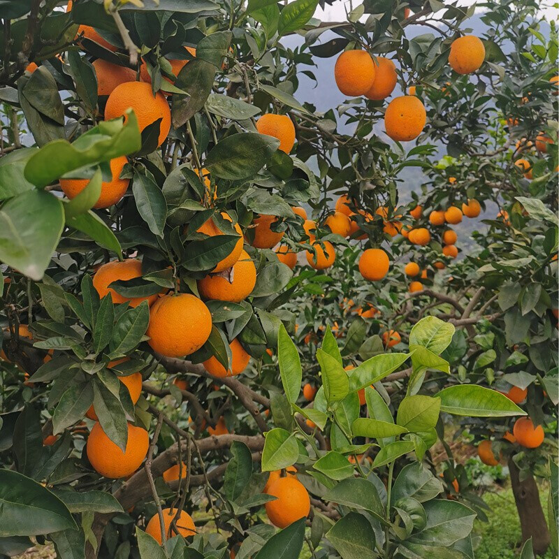 媚调 钦辰奕【速发】(原产地现发) 重庆广柑江津鹅蛋柑油溪老品种橙子