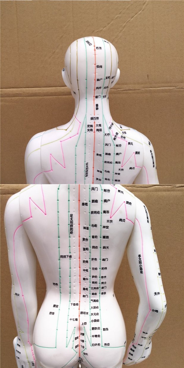人体模型各部位介绍图片