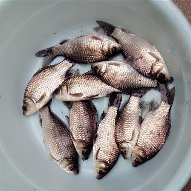 新鲜河鱼鲫鱼特小鲫鱼小杂鱼老人煲汤500克3斤