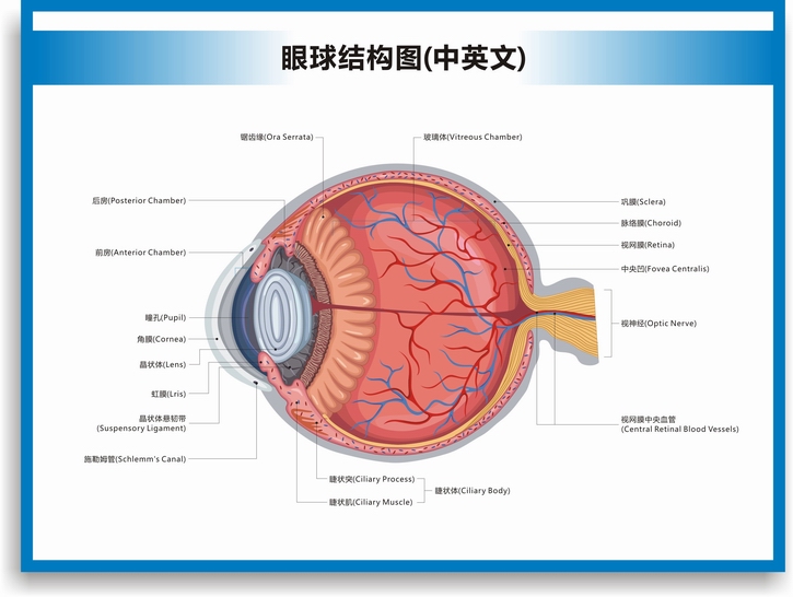 眼球解剖图结构图眼球的构造眼睛穴位按摩眼保健操眼科海报挂图 眼底