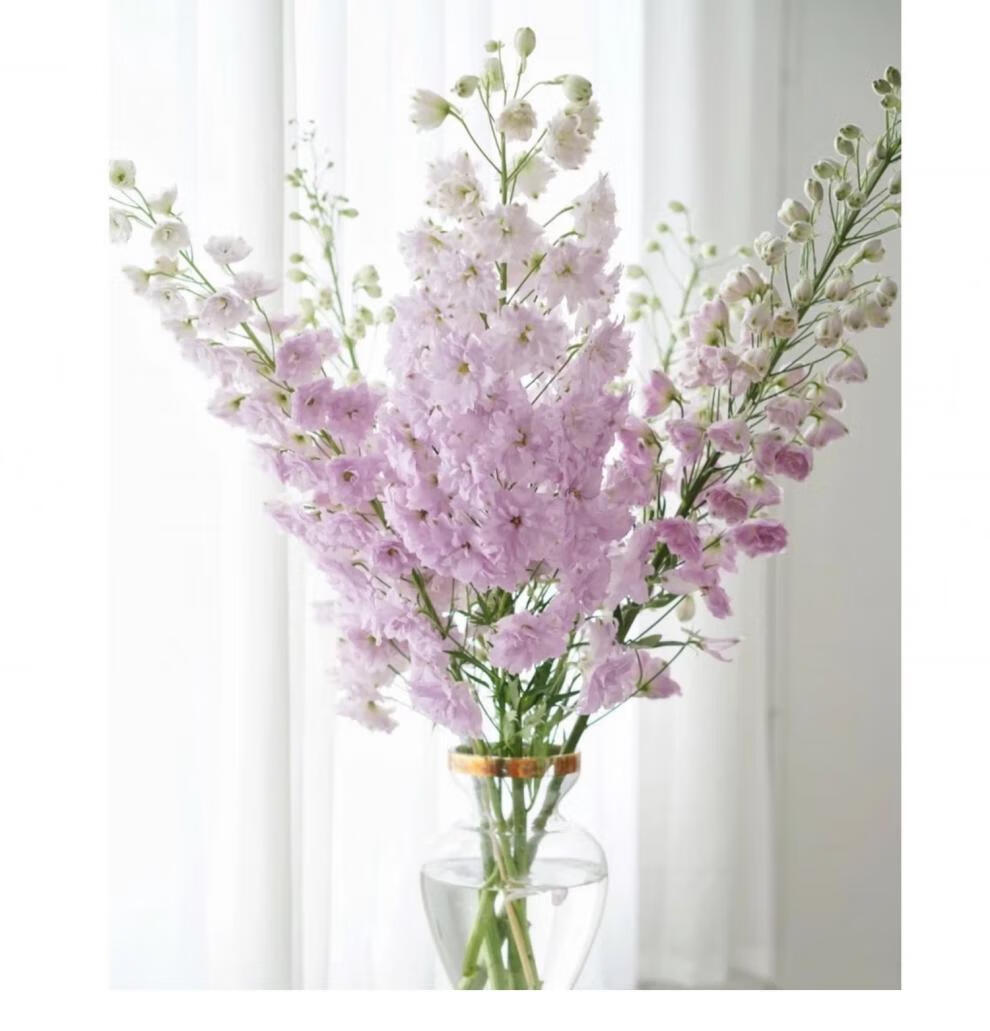 情人节大飞燕鲜花鲜切家庭办公室水养广州同城全国肯尼亚大飞燕白色