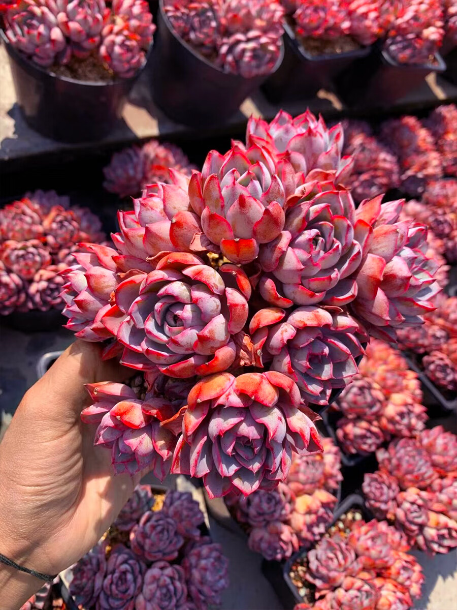 赫拉多肉植物三仙晚霞杂莲座一物一拍阳台绿植花卉盆栽向阳派园艺 180