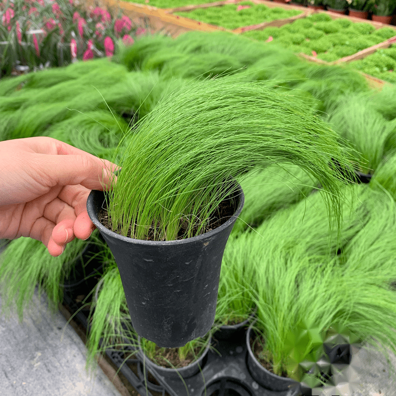 雨花蝶 墨西哥羽毛草盆栽 进口针茅马尾草室内外观赏草净化空气 中大