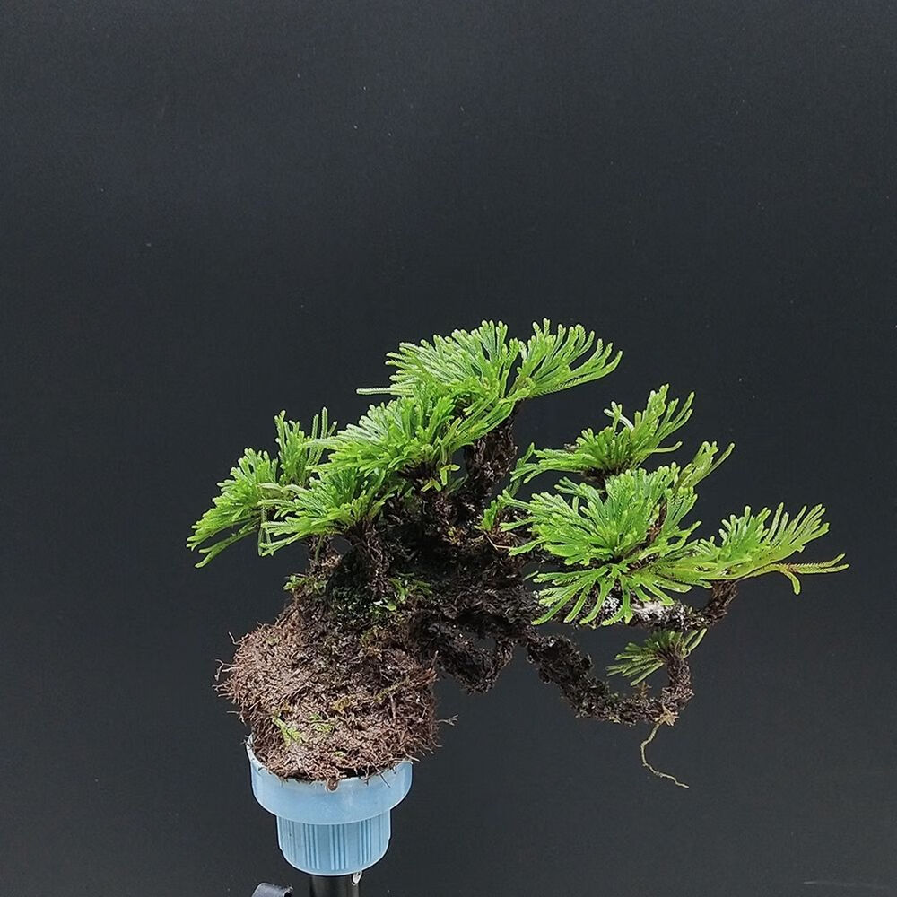七抒盆景野生还魂草花卉卷柏九死还魂草微型绿植新鲜竹筒创意盆栽