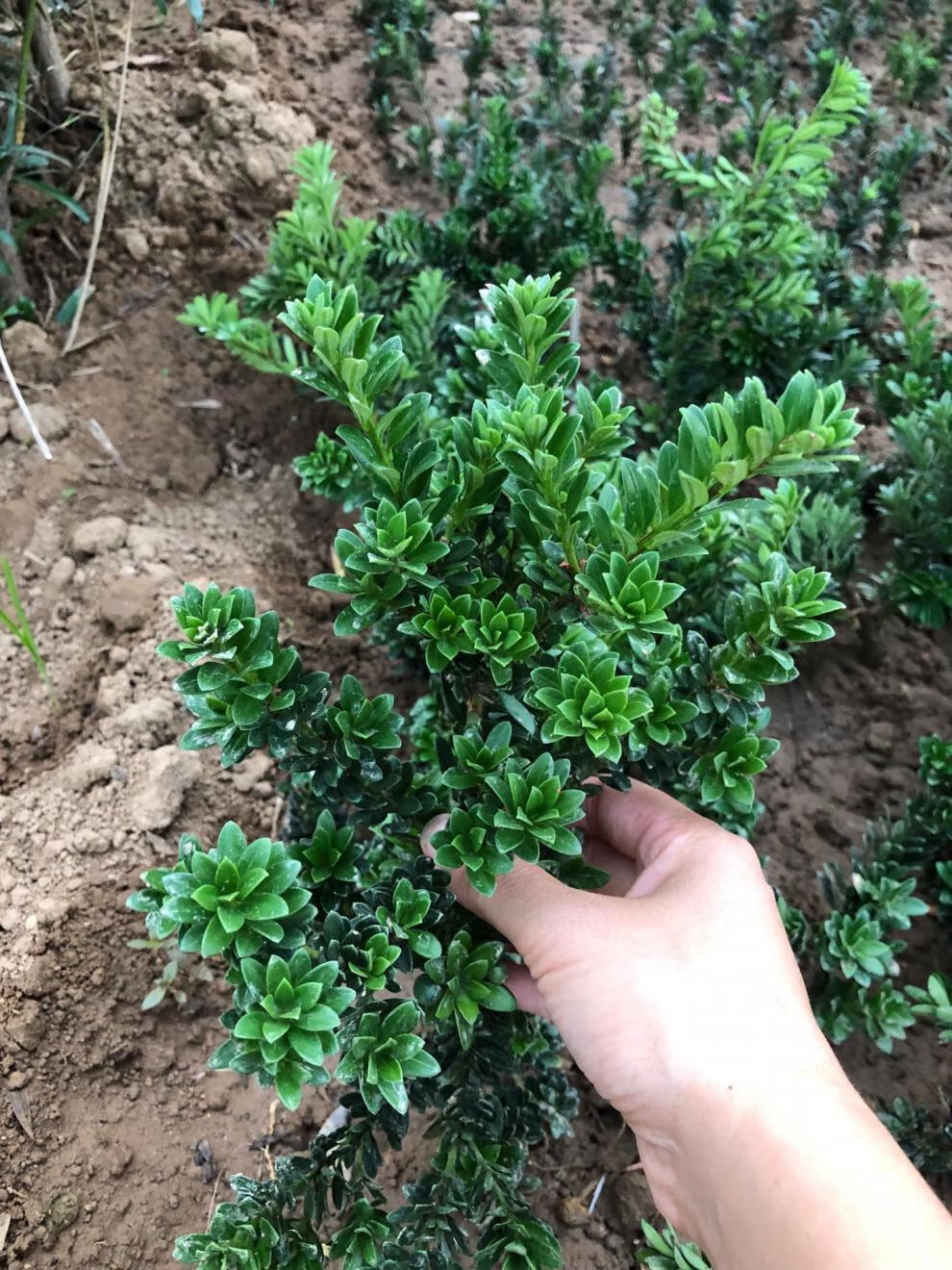 圆叶黑珍珠罗汉松小米叶雀舌树苗绿植盆栽盆景小品素材苗常青植物 黑