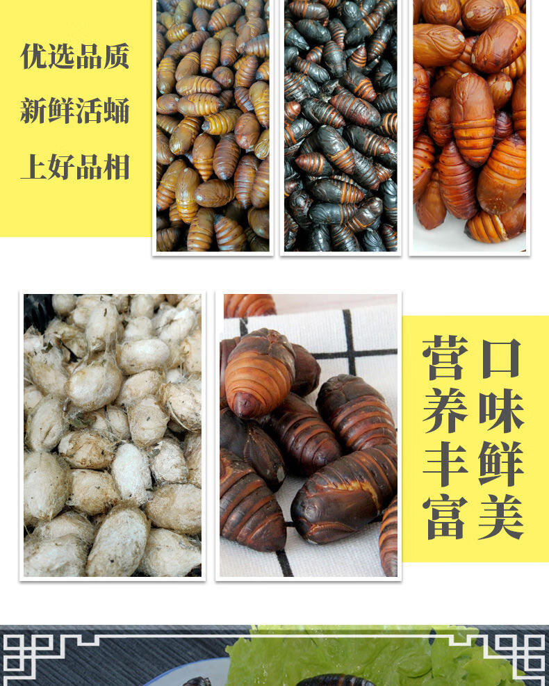鲜活柞黑蚕蛹黄蚕蛹新鲜食用黄蝉蛹东北茧蛹批发500g5斤小黑蛹34cm