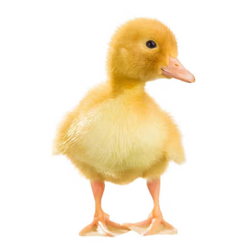 【京东推荐】柯尔鸭可达鸭活网红小黄鸭子活物宠物迷你可爱活苗大白鸭