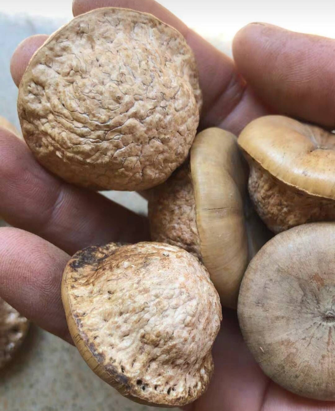 筱木屋风流果野生泡酒料子天竺粒广西厚鳞柯增掉藤果大子新货切红色