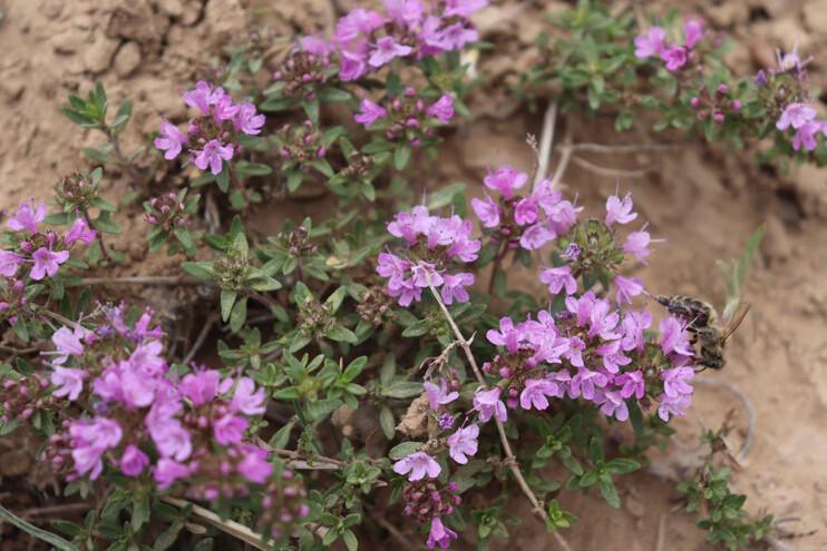 晨臻地椒叶百里香山胡椒山花椒地花椒陕北炖羊肉烧烤西餐去膻调料1斤