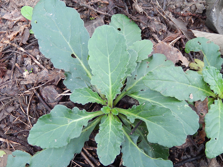 新鮮現挖500克野生白毛夏枯草筋骨草苦草散血草【圖片 價格 品牌 報價