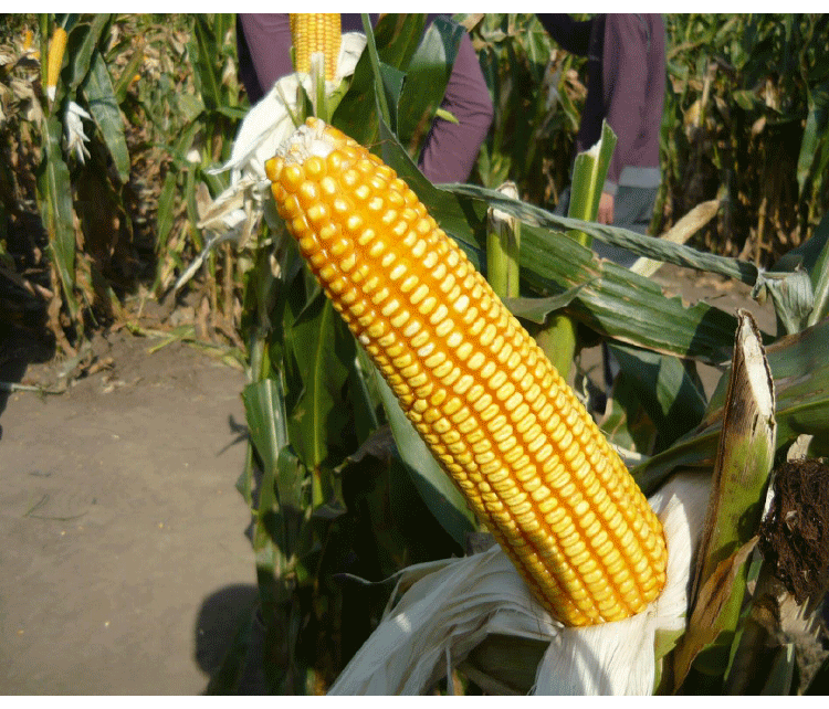 大田饲料玉米种子 郑单958喂鸡鸭牛羊高产抗病大面积国审老品种 5袋共