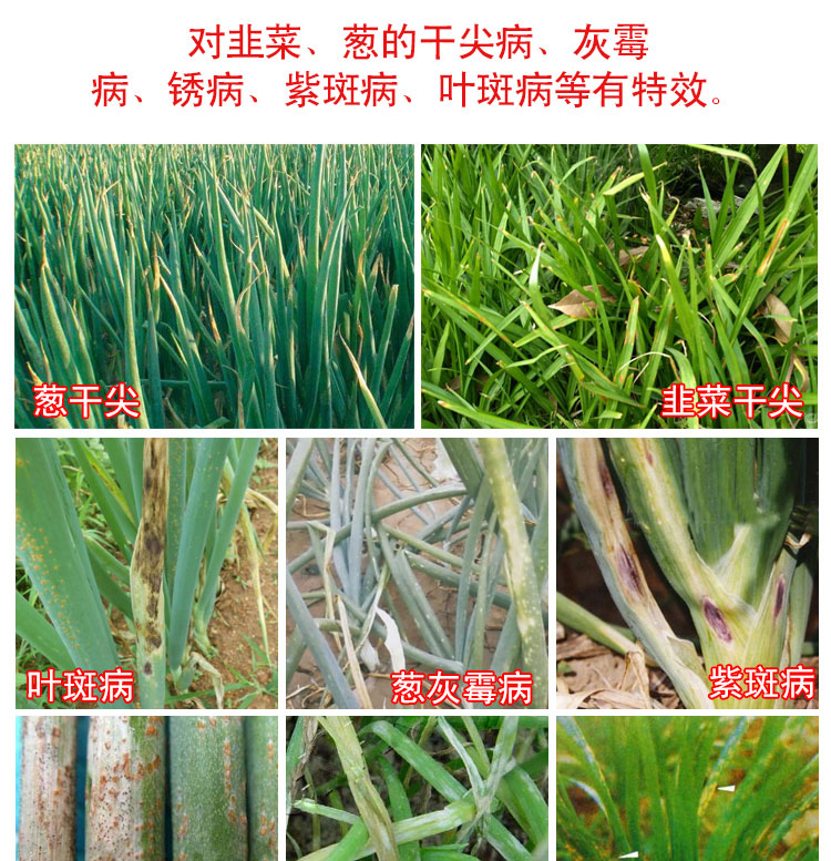 韭菜葱干尖灵大葱干尖病灰霉病锈病专用药大蒜韭菜剂北美农大 3盒