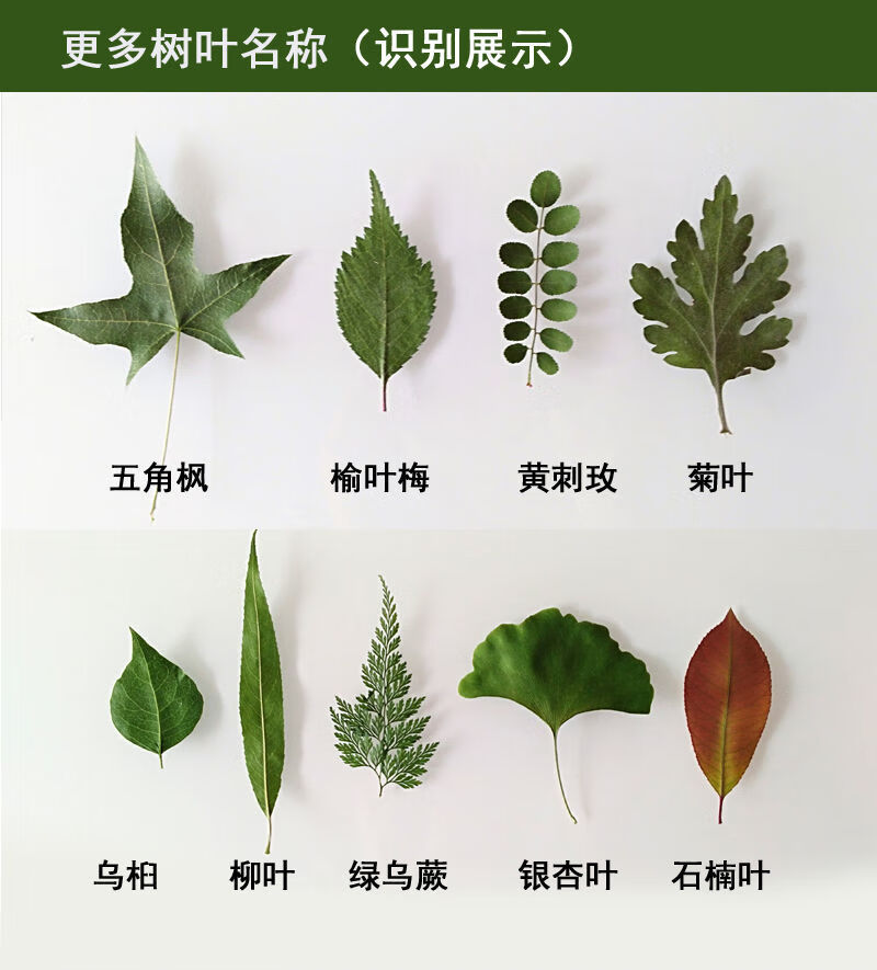 【抖音同款 】天然干树叶diy手工装饰材料合集干叶子干花植物材料包真