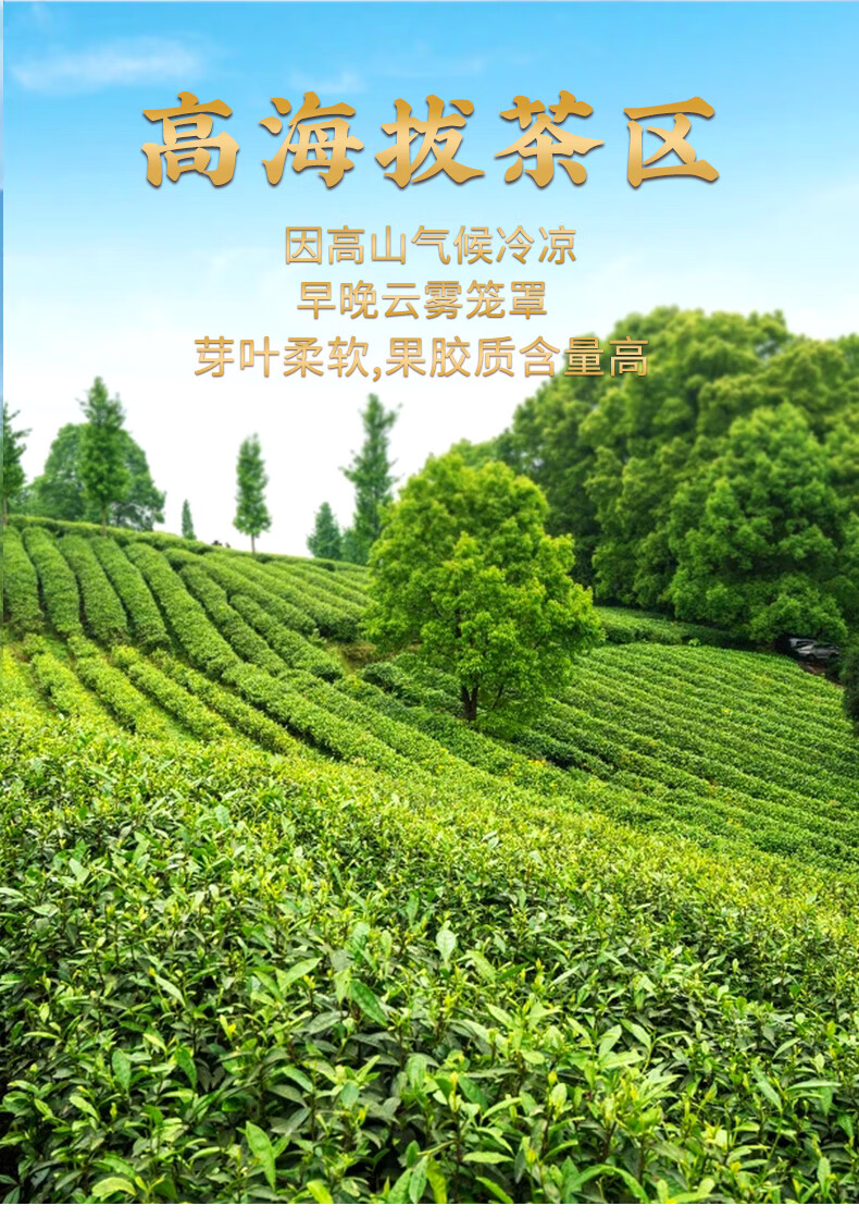 冻顶乌龙茶300克高山茶冷泡梨山茶清香新茶叶300g罐装清香冻顶600克