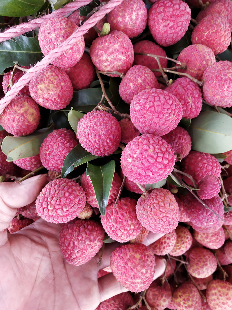 顺丰冷链 海南荔枝新鲜当季小核荔枝顺丰空运 2500g 妃子笑【顺丰】