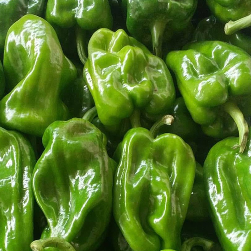 薄皮麻椒苗秧苗皱皮辣椒苗虎皮青椒幼苗种籽高产四季阳台盆栽菜苗