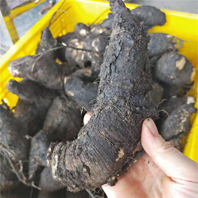 新鲜入地老鼠根野生药材茉莉花根紫花广东煲汤钻地老鼠1000克 1000克