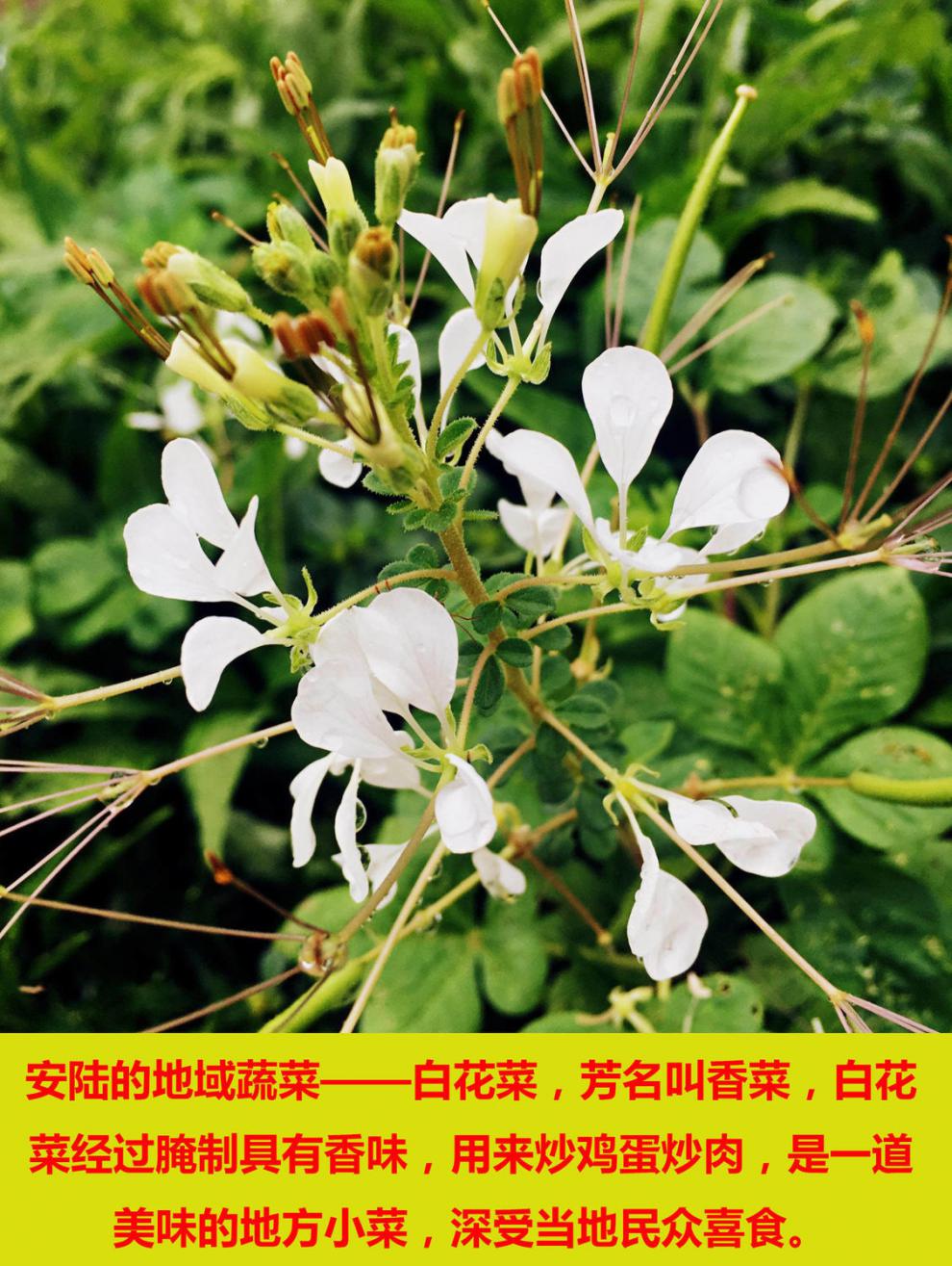 唐宋白花菜安陆巡店特产湖北土特产新鲜腌菜咸菜酸菜80g袋装 10袋150g