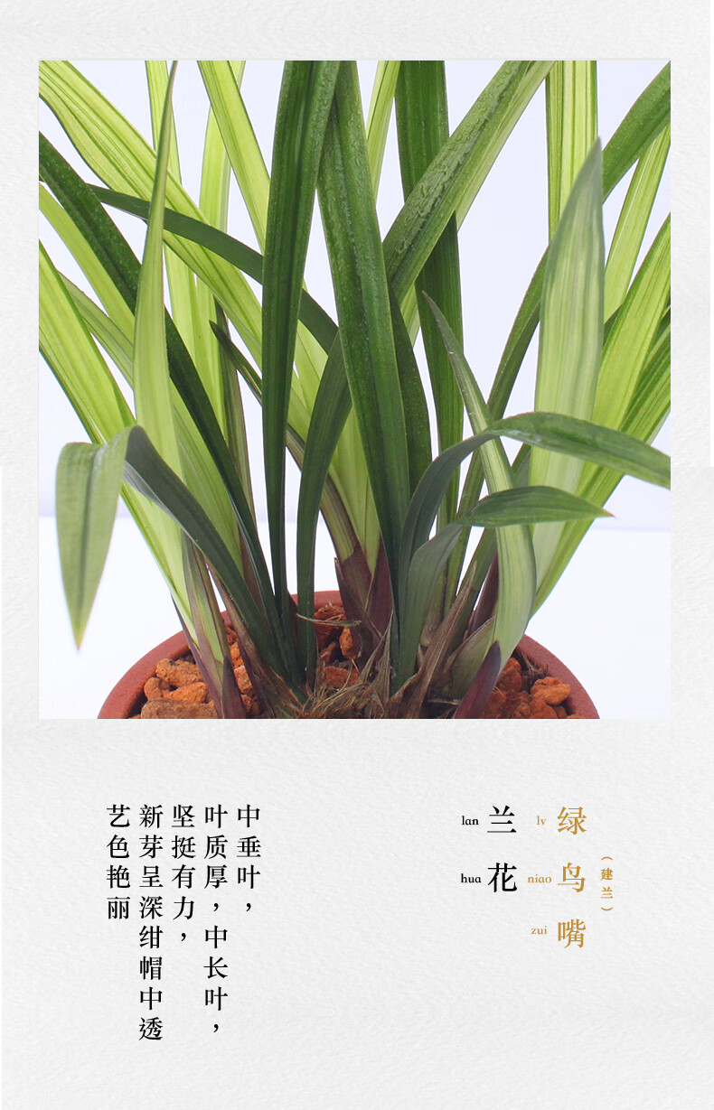 兰花盆栽建兰绿鸟嘴浓香观赏绿植花卉植物紫砂盆带盆种好绿鸟嘴11苗