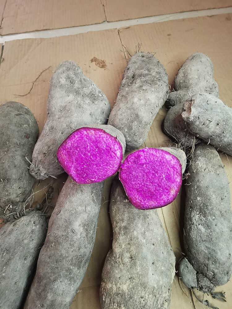 媚调 紫山药新鲜脚板薯当季番薯紫色大毛薯粉糯红薯子江西农家自种