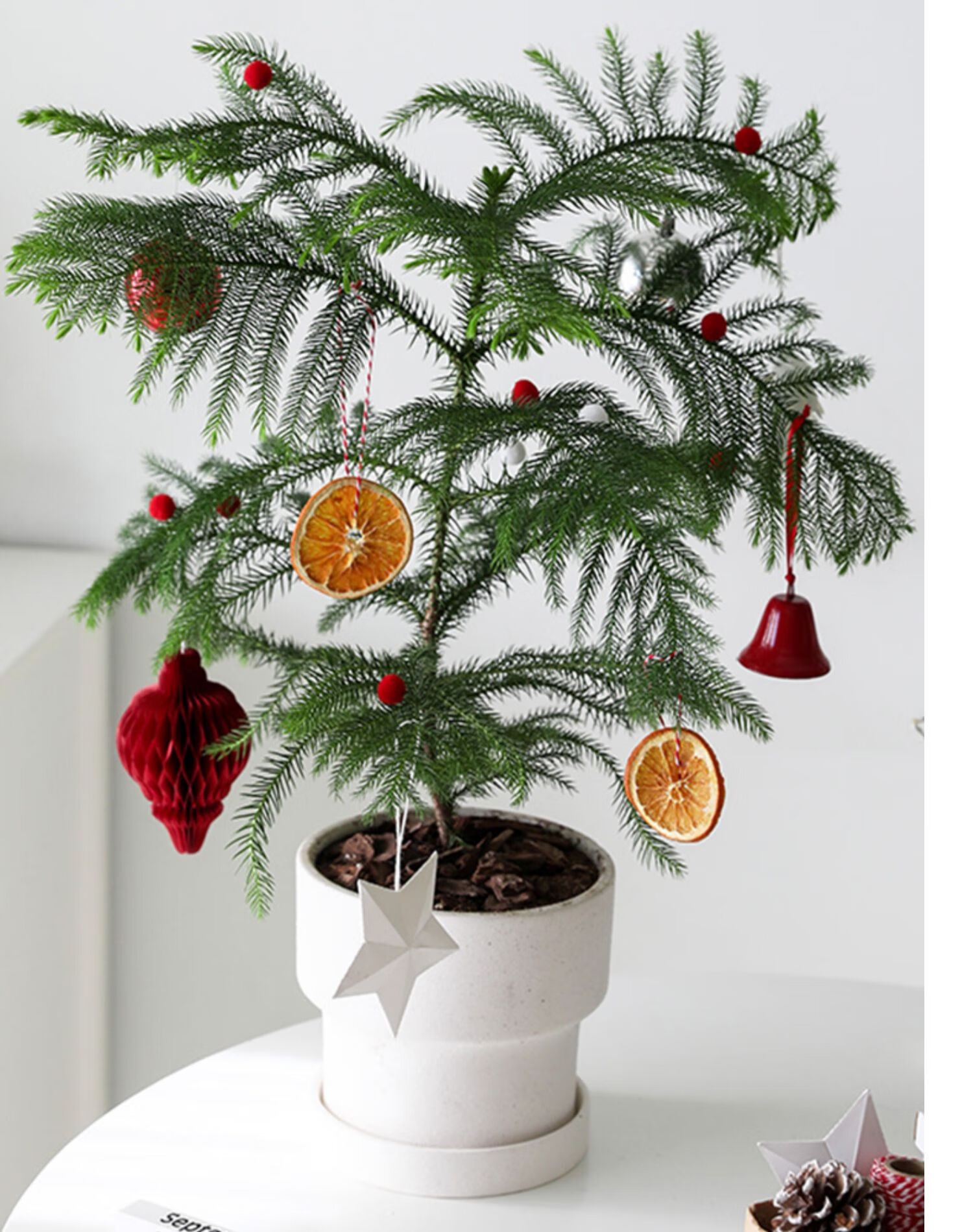 盆栽绿植室内桌面小圣诞树氛围植物北欧简约好养活节日礼物s南洋杉