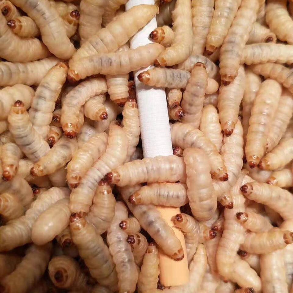 荣郁荣郁养殖厂玉米虫活体葡萄虫百灵活食蜜袋鼯变色金龙鱼高蛋白宠物