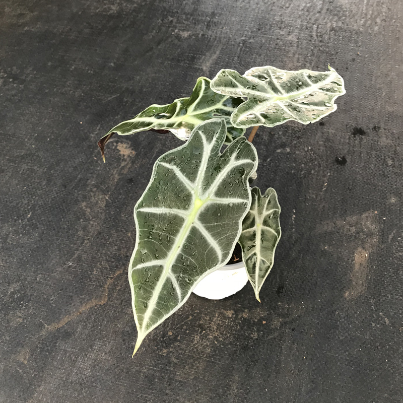 大仙女海芋非洲面具 黑叶芋 盆栽室内绿植桌面植物观音莲 大仙女双株