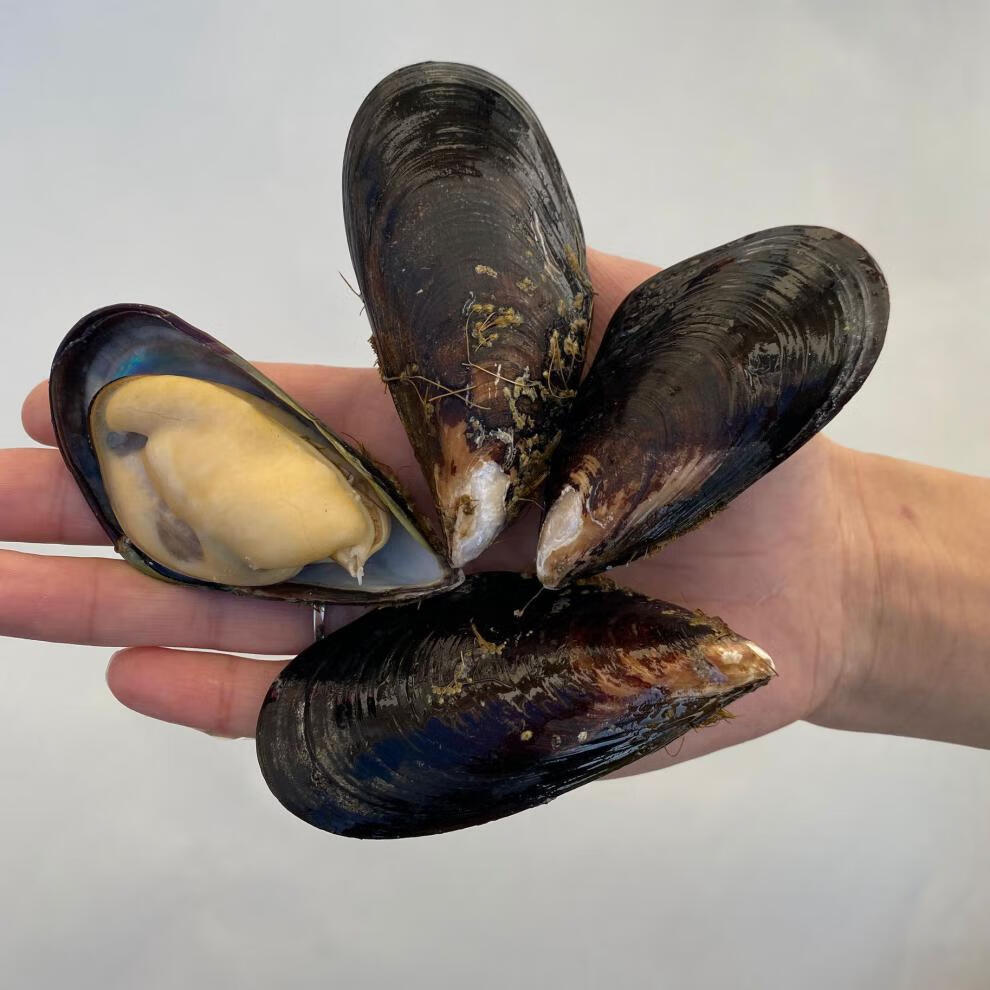 野生大青口贝鲜活特大海虹淡菜新鲜冷冻海鲜贻贝青口贝水产华海春 5斤