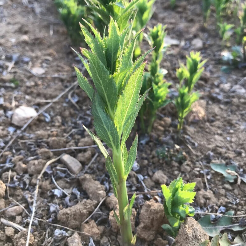 新鲜桔梗仿野生狗宝泡菜咸菜3年生湿鲜货桔梗菜下饭菜原料 1斤装鲜