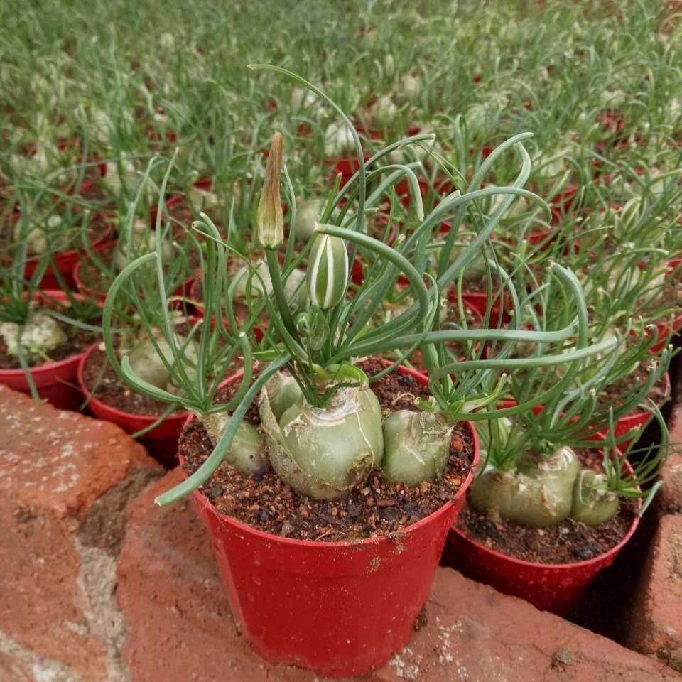 弹簧草多肉植物个性趣味稀有植物球根根块植物奇趣迷你盆栽绿植 粉