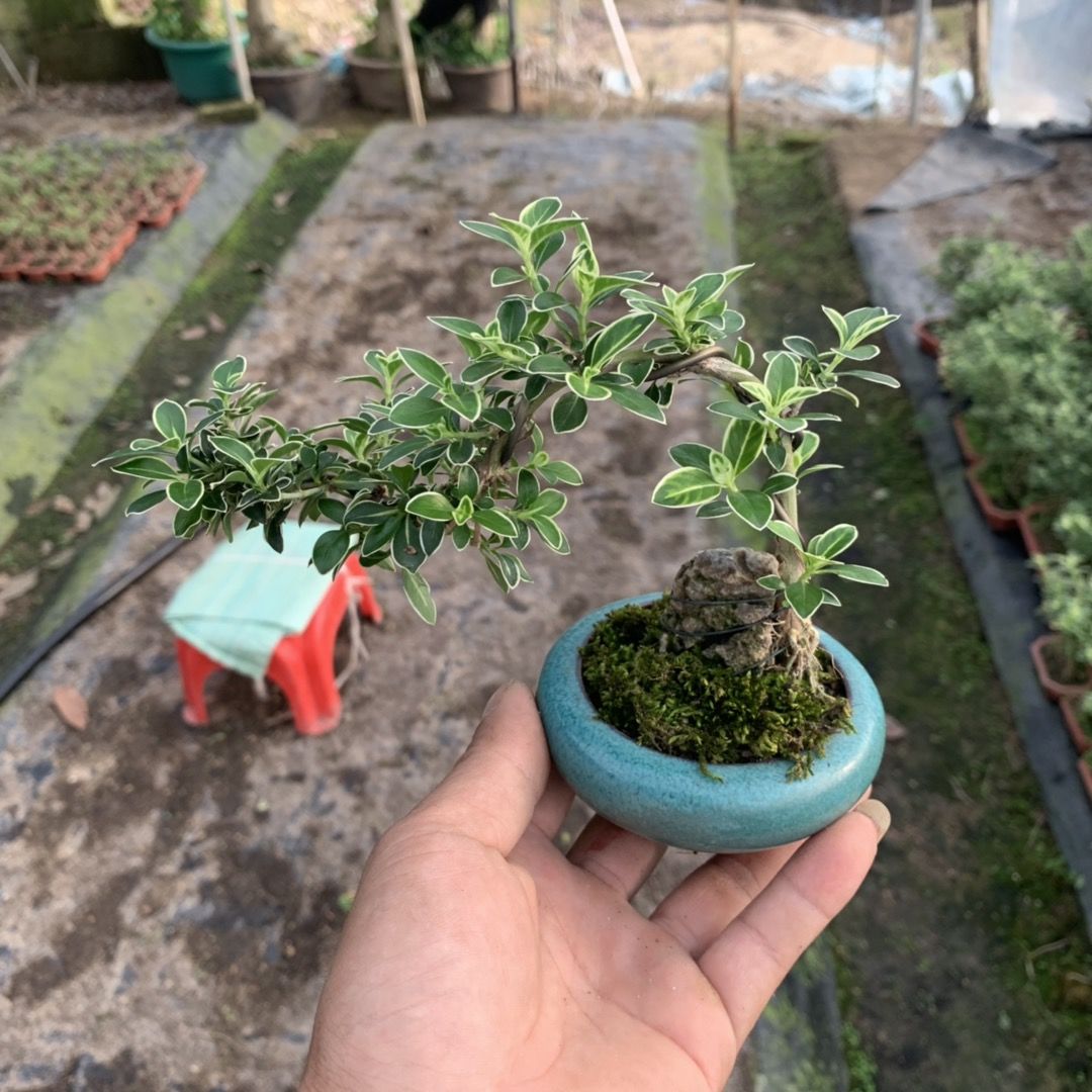 春季热推 当天发货 小叶福建茶开花结果小盆景附石盆景好养易活阳台小