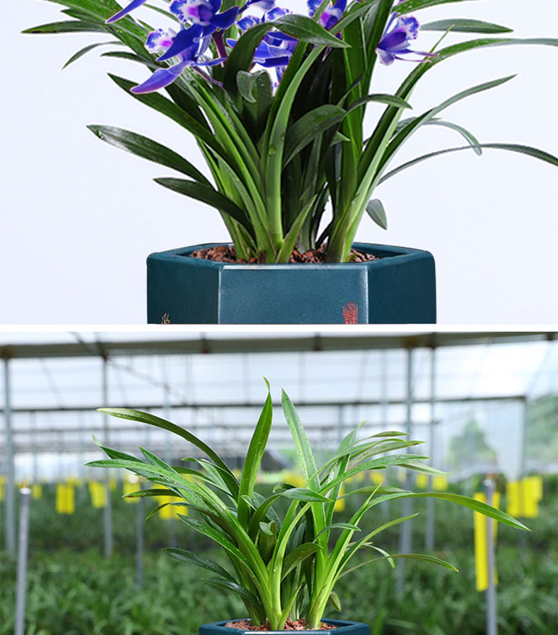 蓝宝石兰花苗盆栽浓香型大花室内阳台花卉建兰名贵品种兰草易养活 蓝