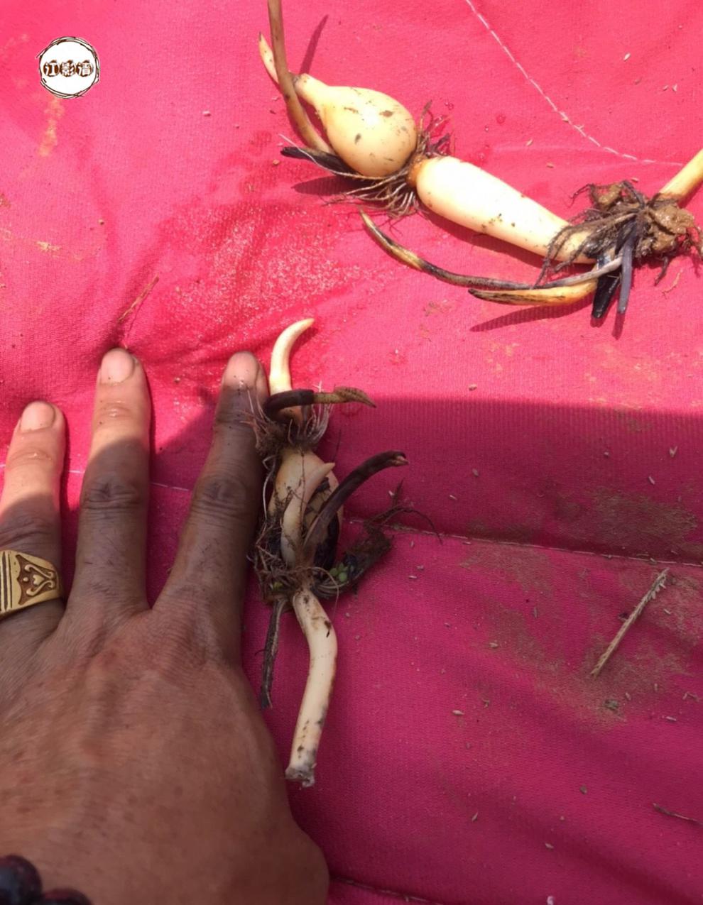 江影清微型碗莲藕鞭精品重瓣单瓣小微型荷花 四季可以栽 种藕 联系