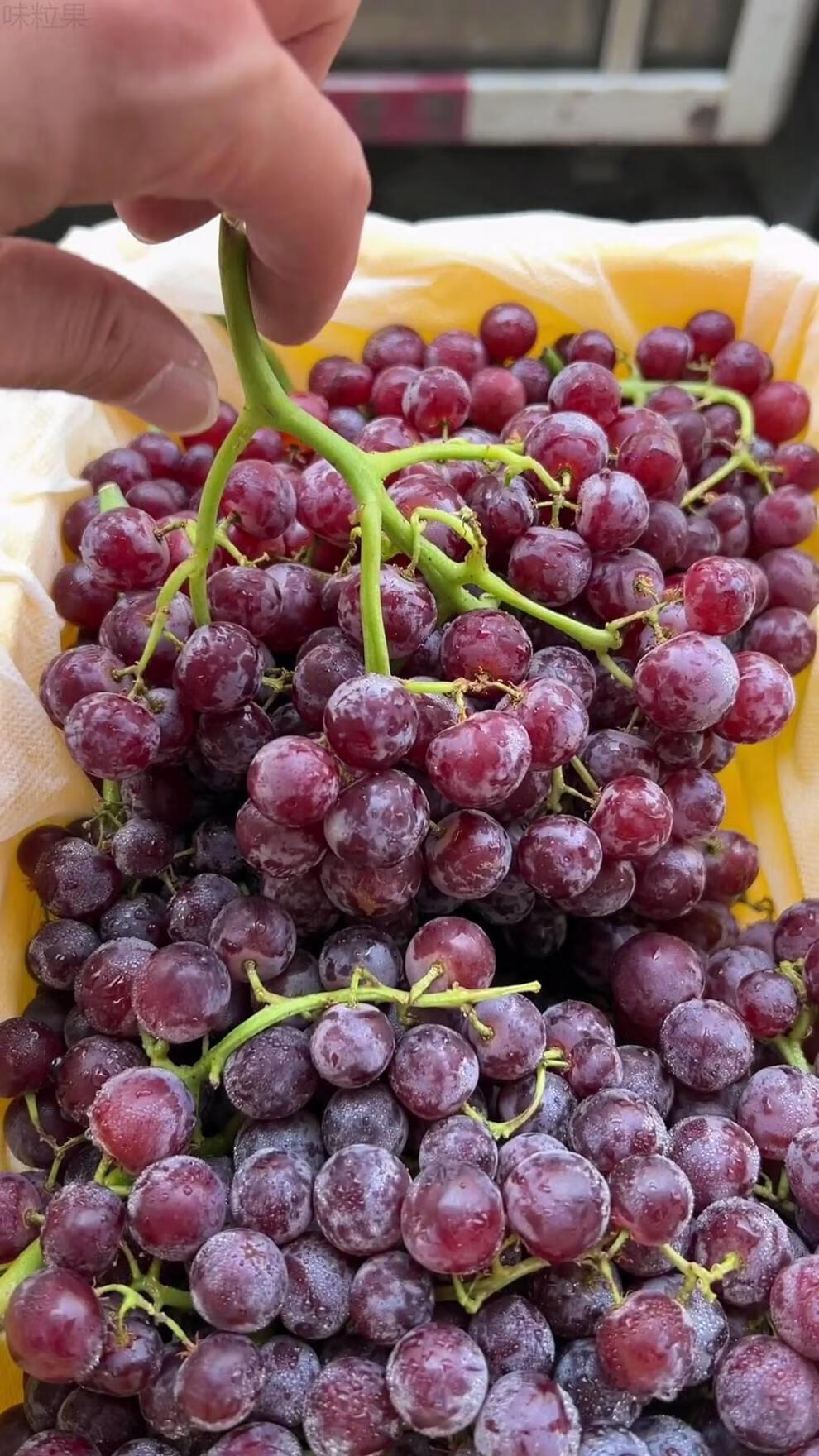 奢旺【产地直发】新疆玻璃翠小葡萄原件4.