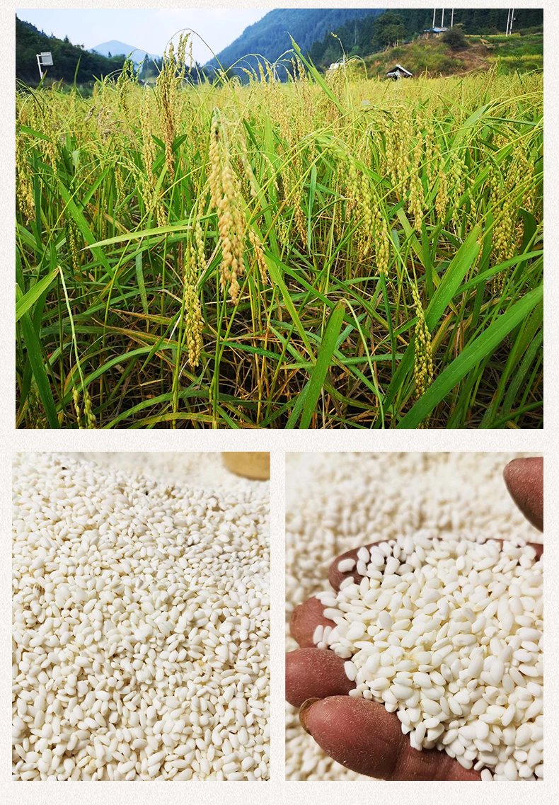 黄岗香禾糯米 贵州省黎平县古稻部落合作社吴显金黄冈黄岗村 5斤宓蝶