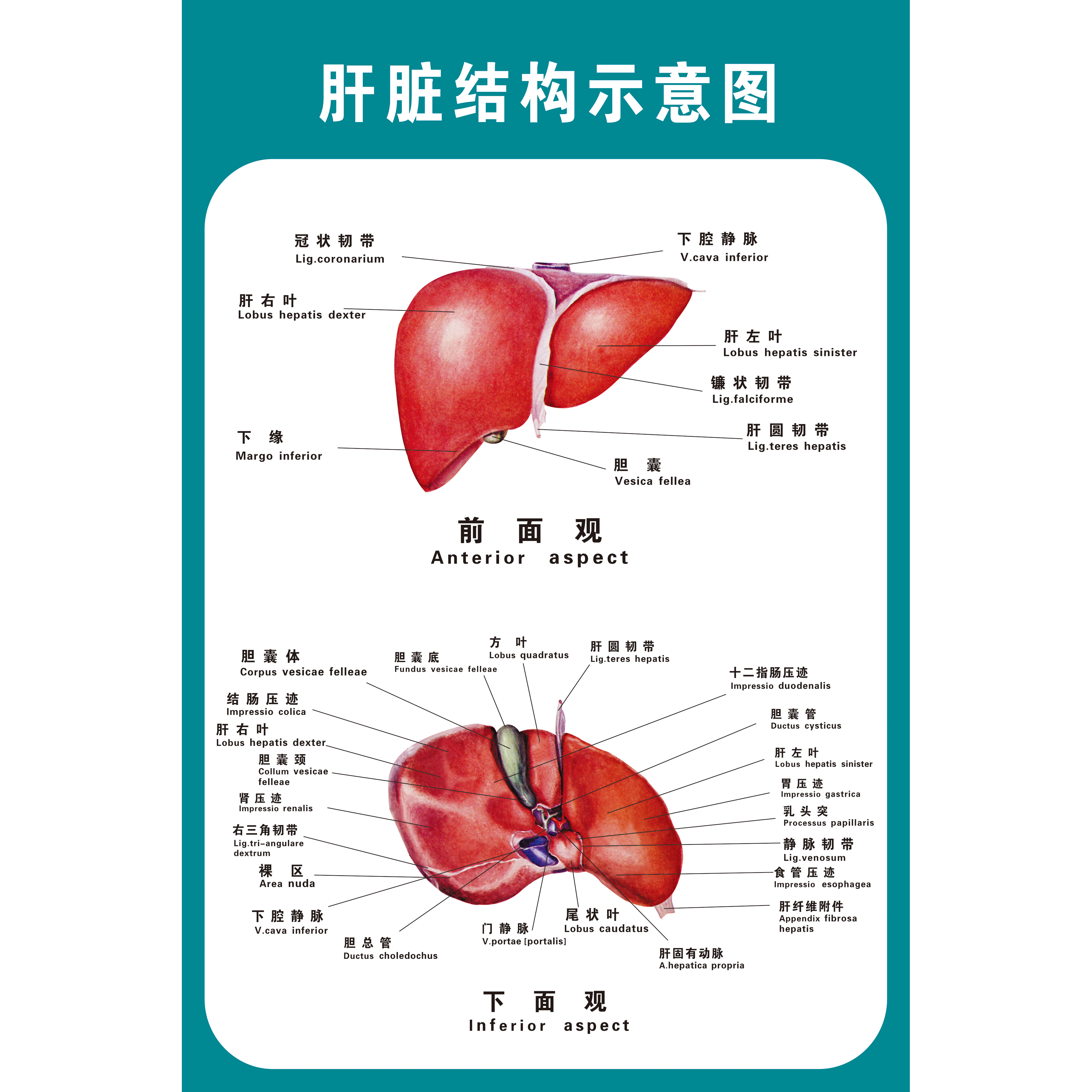 人体结构骨骼内脏消化神经血管肝胃生殖解剖系统示意图医学挂图胃部