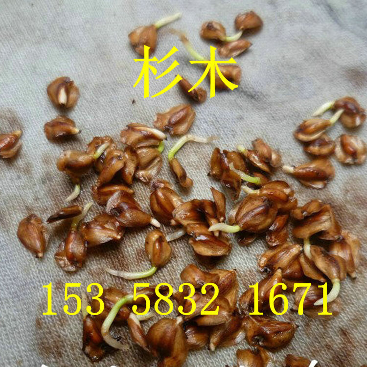 速生杉木种子水杉池杉云杉冷杉落羽杉四川刺杉家杉南洋柳杉沙树籽
