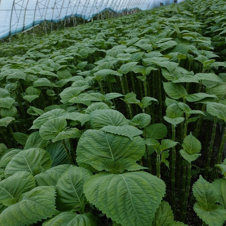 新鲜苏子叶 韩国烤肉叶包饭叶紫苏叶粘耗子拌菜叶一份250克 2两(尝鲜)